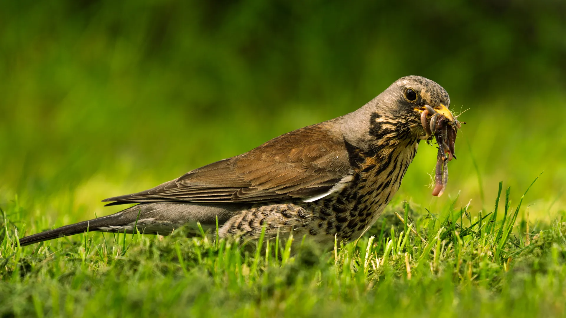 Birds